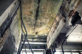 Best Mold Damage Restoration  in Pocatello, ID